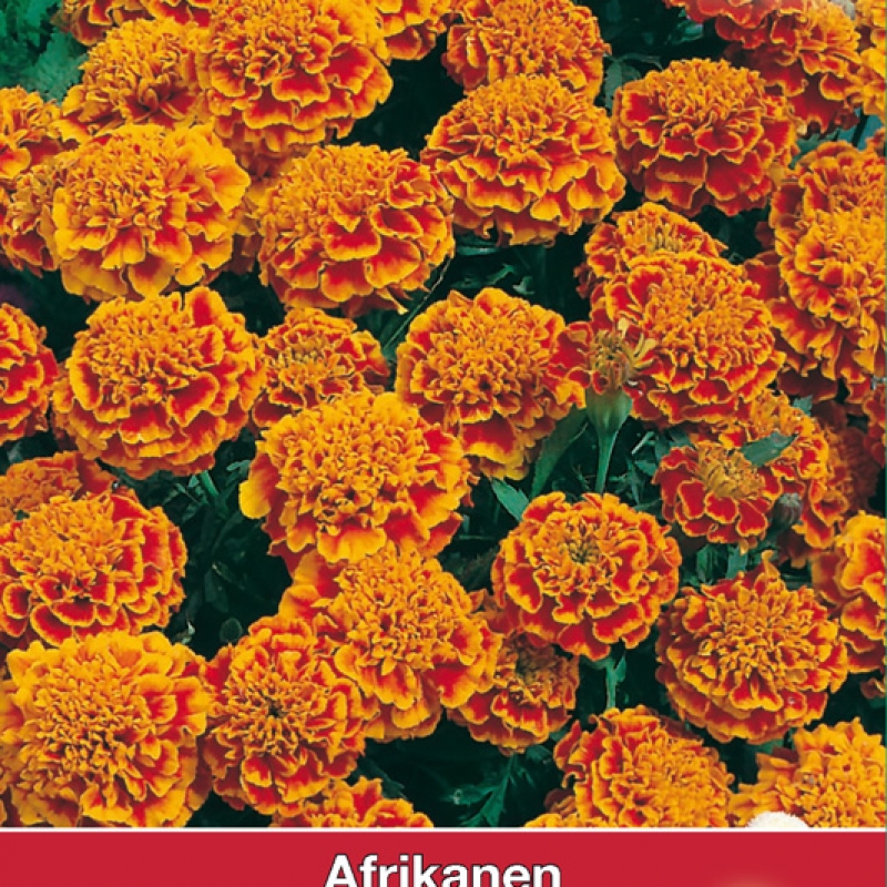 Tagetes patula nana 'Honeycomb'