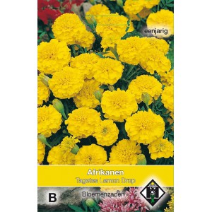 Tagetes patula nana 'Lemon Drop'