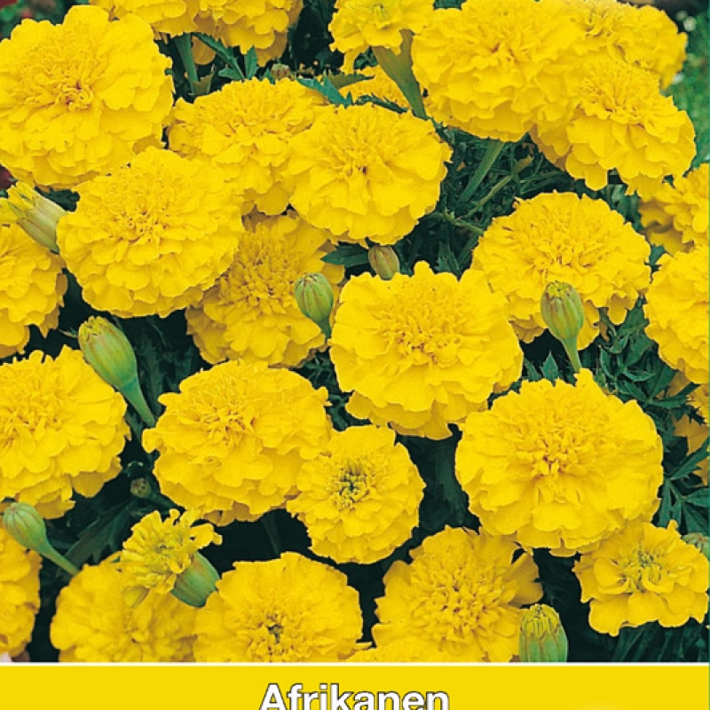 Tagetes patula nana 'Lemon Drop'