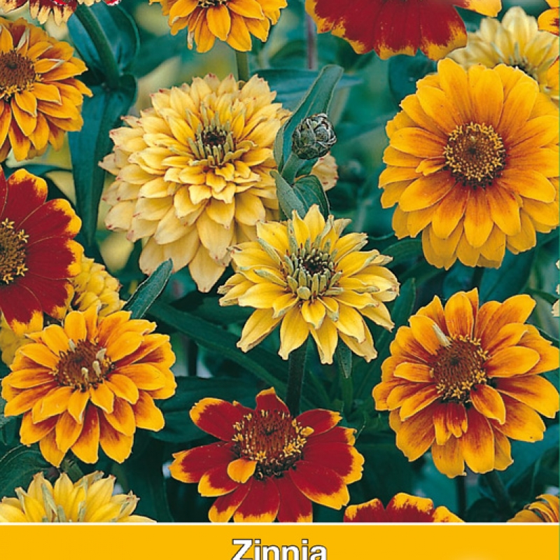 Zinnia angustifolia 'Persian Carpet'