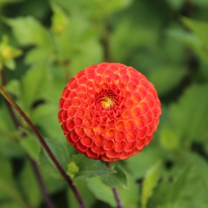 Dahlia 'Bantling'