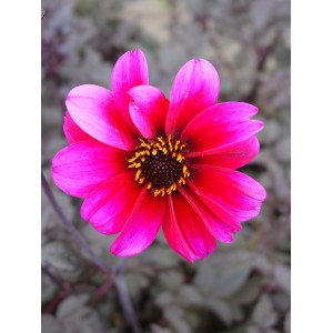 Dahlia 'Bishop of Canterbury'