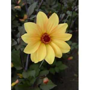 Dahlia 'Bishop of York'