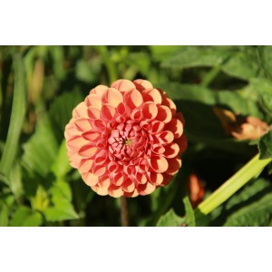 Dahlia 'Cornel Brons'