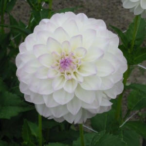 Dahlia 'Evelin'