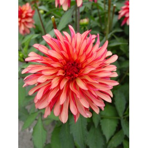 Dahlia 'Gallery Art Deco'