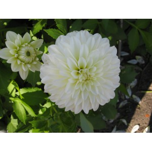 Dahlia 'Karma Serena'