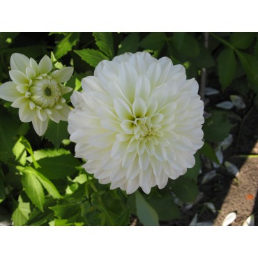 Dahlia 'Karma Serena'