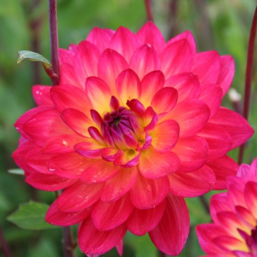 Dahlia 'Kilburn Glow'