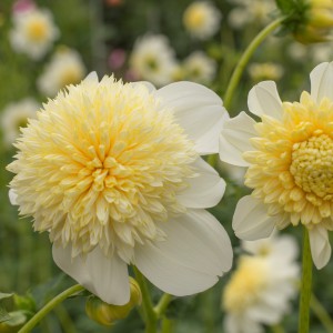 Dahlia 'Platinum Blond'