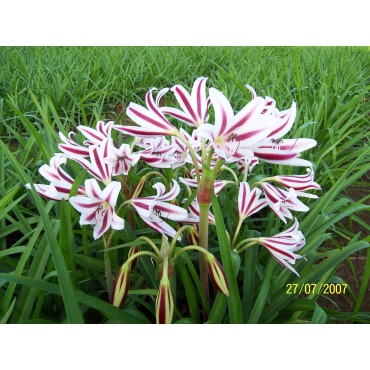 Crinum 'Cintho Alpha'