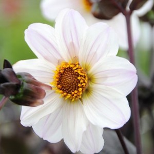 Dahlia 'Bishop of Dover'