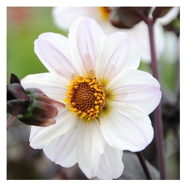 Dahlia 'Bishop of Dover'