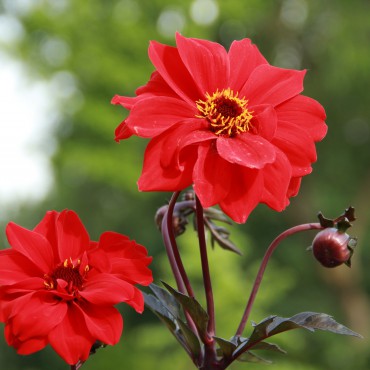 Dahlia 'Bishop of Llandaff'