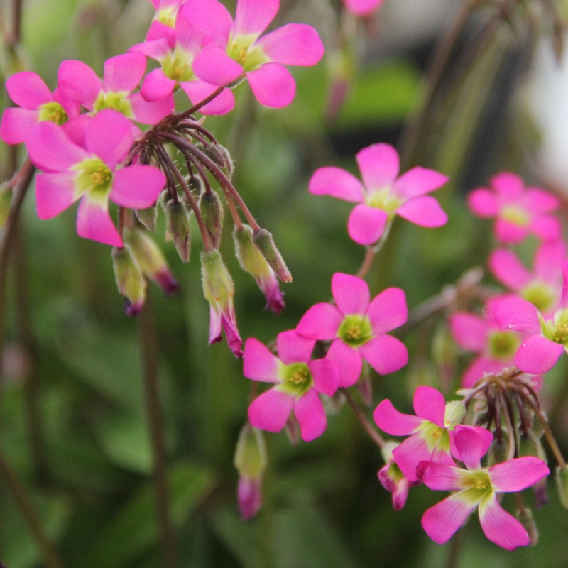 Oxalis lasiandra