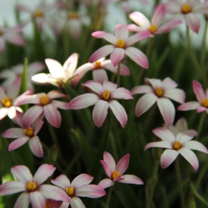 Rhodoxis 'Maartje'