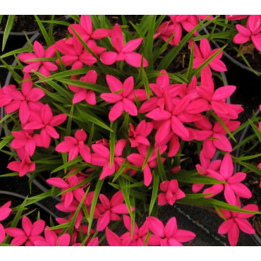 Rhodohypoxis millioides 'Beverly'