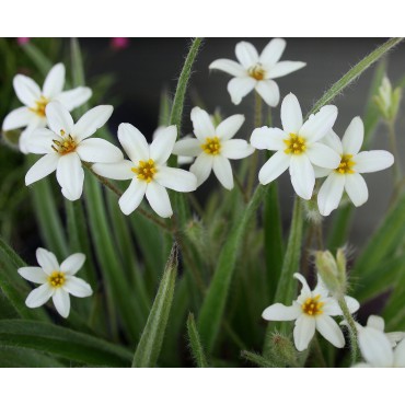 Rhodoxis 'Sandy White'