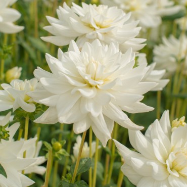 Dahlia 'Eternal Snow'