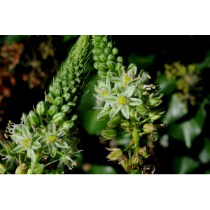 Ornithogalum longibracteatum