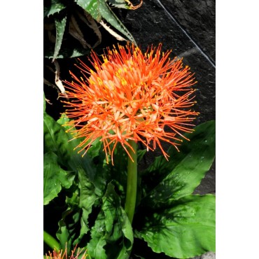 Scadoxus multiflorus ssp. katherinae