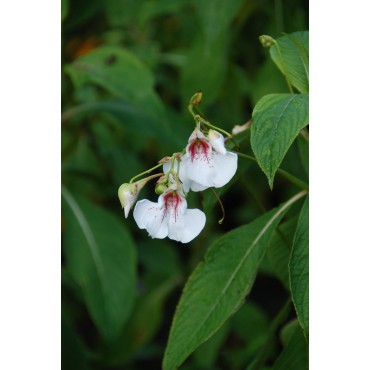 Impatiens tinctoria