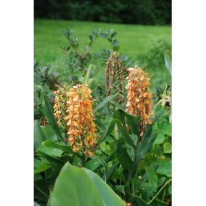 Hedychium 'Tara'