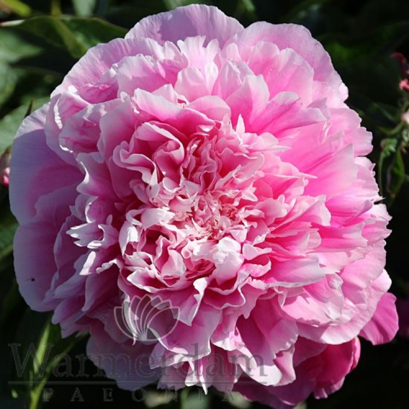 Paeonia 'Elke Grove'