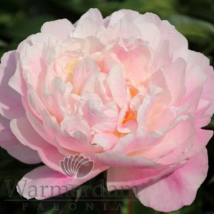 Paeonia 'Serene Pastel'