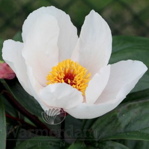 Paeonia 'Garden Peace'