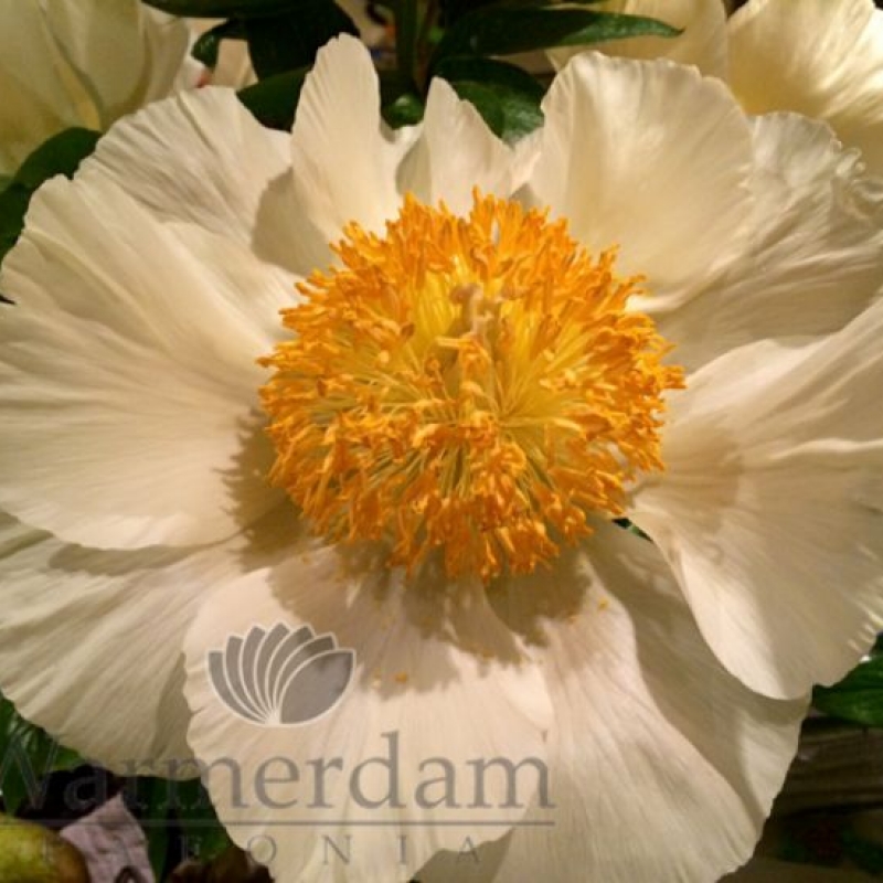 Paeonia 'Roy Pehrson's Best Yellow'