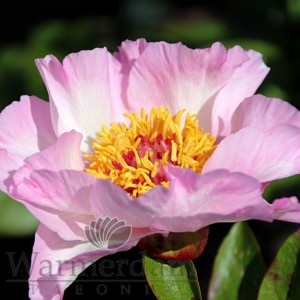 Paeonia 'Tranquil Dove'