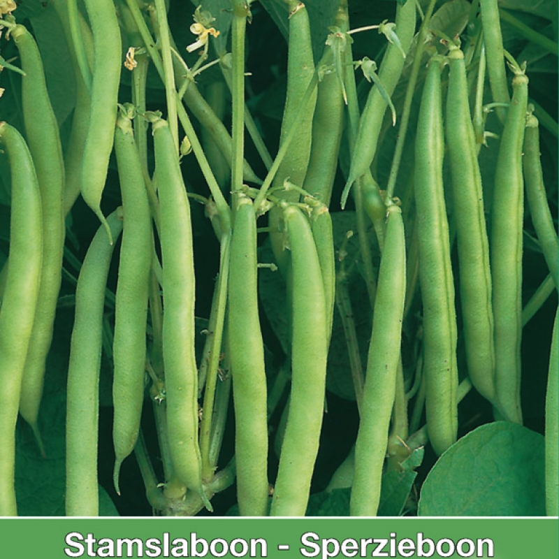 Stamslaboon Dubbele witte, 60 gr.