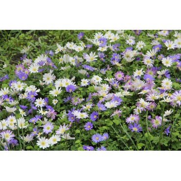 Anemone blanda -gemengde kleuren-