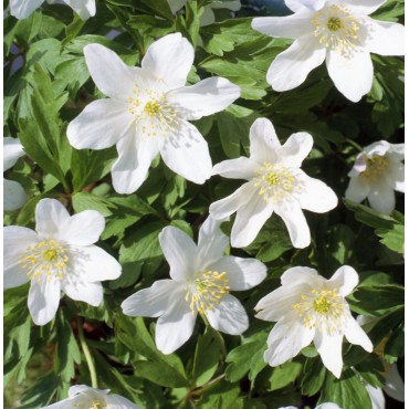 Anemone nemorosa 'Leed's Variety'