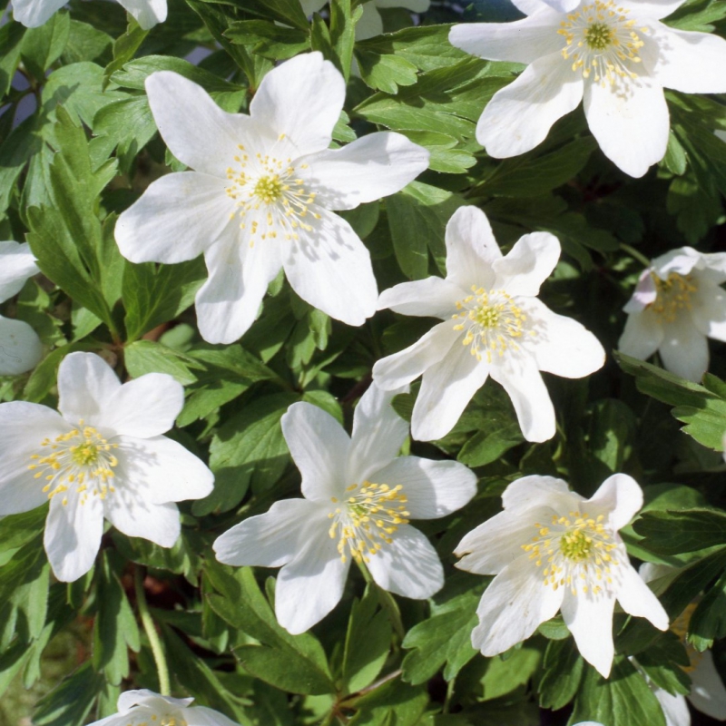 Anemone nemorosa 'Leed's Variety'