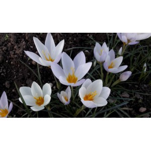 Crocus caspius