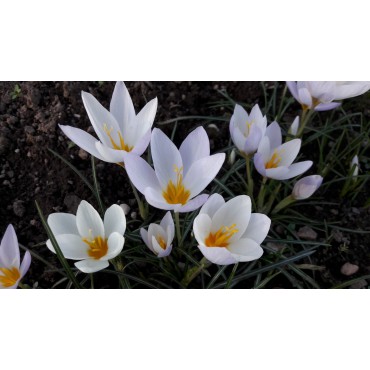 Crocus caspius