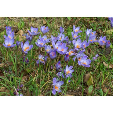 Crocus speciosus subsp. speciosus