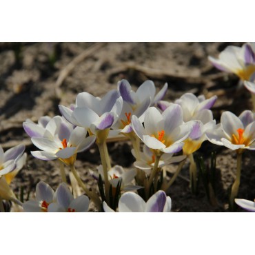 Crocus 'Blue Bird'