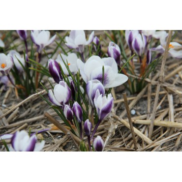 Crocus chrysanthus 'Ladykiller'