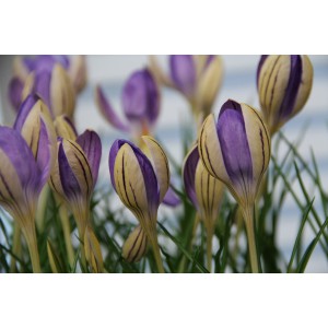 Crocus imperati subsp. imperati 'De Jager'