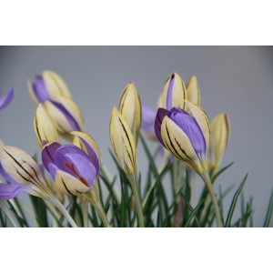 Crocus imperati subsp. imperati 'De Jager'