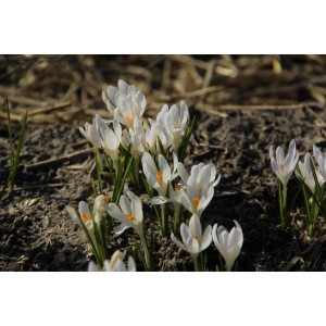 Crocus tommasinianus 'Albus'