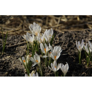 Crocus tommasinianus 'Albus'