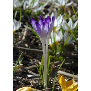 Crocus tommasinianus 'Pictus'