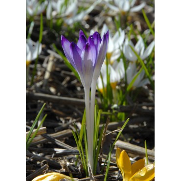 Crocus tommasinianus 'Pictus'