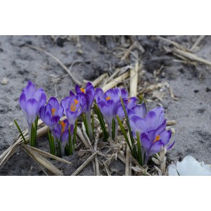 Crocus tommasinianus 'Pictus'