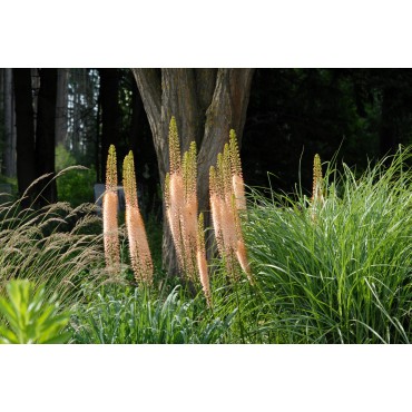 Eremurus 'Romance'