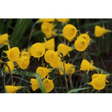 Narcissus bulbocodium 'Oxford Gold'